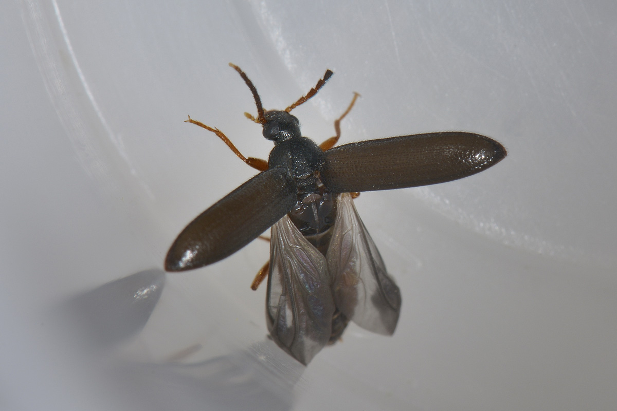 Mycetochara linearis, Alleculidae/Tenebrionidae
